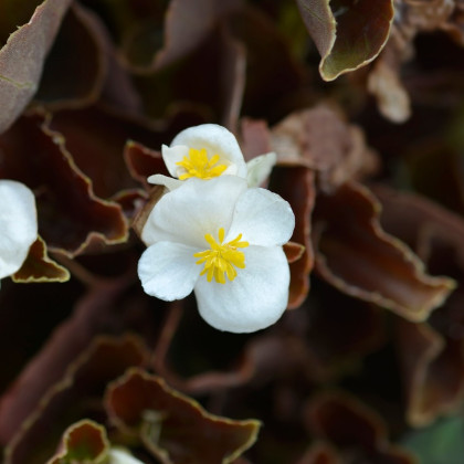 Begónia Marsala F1 White - Begonia semperflorens - semená begónie - 20 ks
