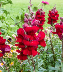 Papuľka väčšia Rocket F1 Red - Antirrhinum majus - semená papuľky - 20 ks