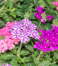 Železník hybridný - zmes - Verbena hybrida - semená - 50 ks