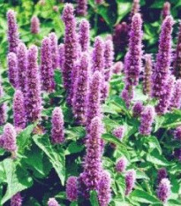 Agastache mexická Bavaria - Agastache mexicana - semená agastache - 30 ks