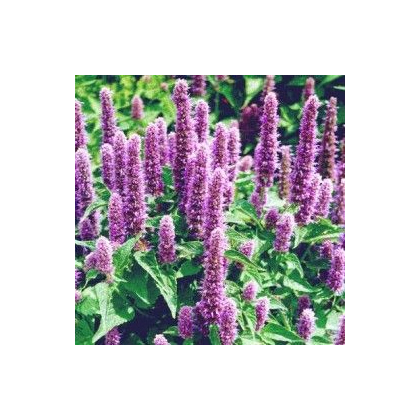 Agastache mexická Bavaria - Agastache mexicana - semená agastache - 30 ks