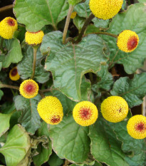 Spilant kapustový Peek-A-Boo - Spilanthes oleracea - semená spilantu - 10 ks