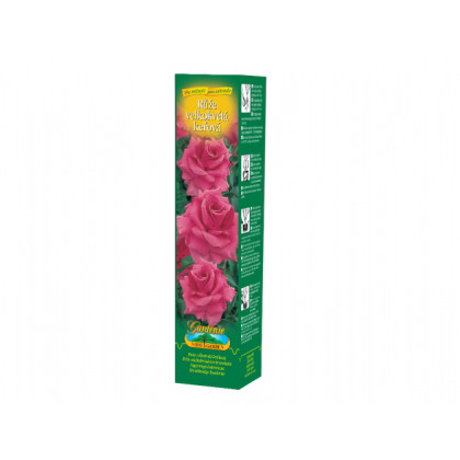 Ruža veľkokvetá kríčková tmavo ružová - Rosa - voľnokorenné sadenice ruží - 1 ks