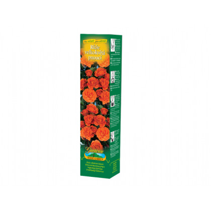 Ruža veľkokvetá popínavá oranžová - Rosa - voľnokorenné sadenice ruží - 1 ks