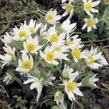 Poniklec obyčajný White Bells - Pulsatilla vulgaris - semená koniklece - 20 ks