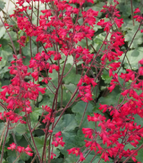 Heuchera Coral Forest - Heuchera - semená heuchery - 20 ks