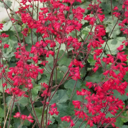 Heuchera Coral Forest - Heuchera - semená heuchery - 20 ks