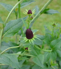 Echinacea západná - Rudbeckia occidentalis - predaj semien - 30 ks