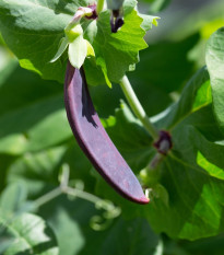 Hrach fialový Shiraz - Pisum sativum - semená hrachu - 30 ks