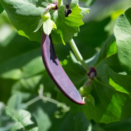 Hrach fialový Shiraz - Pisum sativum - semená hrachu - 30 ks