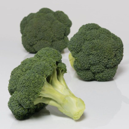 BIO Brokolica Covina F1 - Brassica oleracea L. - bio semená brokolice - 20 ks