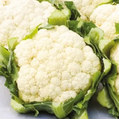 BIO Karfiol neskorý Tabiro - Brassica oleracea - bio semená karfiolu - 20 ks