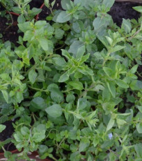 Grécke oregano Kreta - Origanum hirtum - semená oregana - 200 ks