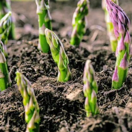 Špargľa Gijnlim - Asparagus officinalis - voľnokorenené sadenice špargle - 1 ks