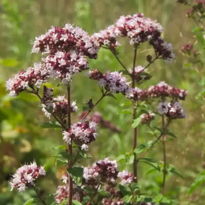 Dobromyseľ obyčajná Aromata - Origanum vulgare - semená dobromyseľu - 1000 ks