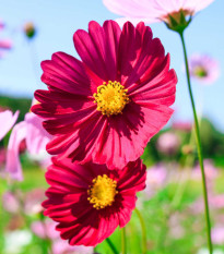 Krasuľka perovitá Cosmini Red - Cosmos bipinnatus - semená krasuľky - 20 ks