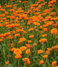 Nechtík lekársky Orange Double - Calendula officinalis - semená nechtíka - 50 ks