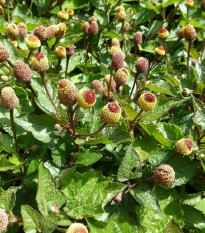 Acmella oleracea - Spilanthes oleracea - semená acmelly - 80 ks