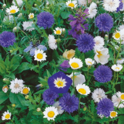 Zmes modrých a bielych kvetov - výsevný pásik - 5 m