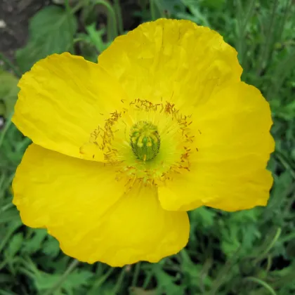 Mak Champagne Bubbles Yellow - Papaver nudicaule - semená maku - 20 ks