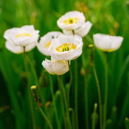 Mak Champagne Bubbles White - Papaver nudicaule - semená maku - 20 ks