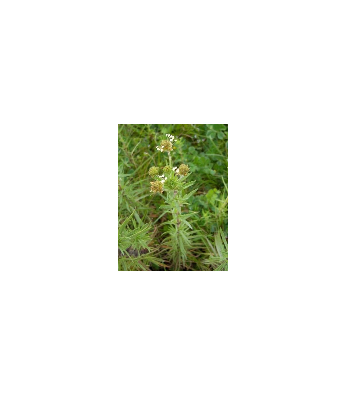 Skorocel indický - Plantago psyllium - semená - 40 ks