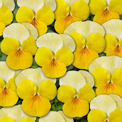 Fialka Ice Babies F1 Golden Yellow – Viola cornuta – pestovanie dvojročných rastlín