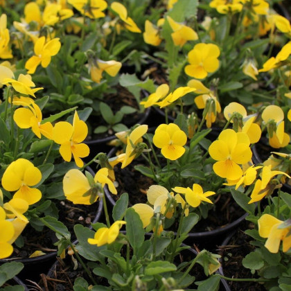 Fialka Ice Babies F1 Golden Yellow – Viola cornuta – pestovanie dvojročných rastlín