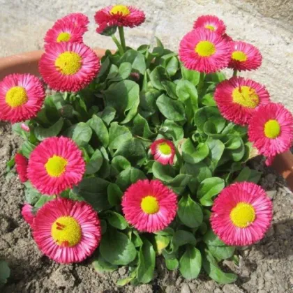 Sedmokráska Speedstar Plus Rose - Bellis perennis - semená sedmokrásky - 40 ks