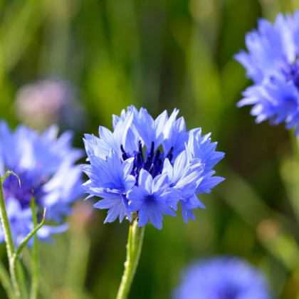 BIO Nevädza modrá - Centaurea cyanus - semená nevädze - 30 ks