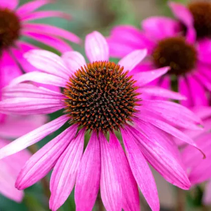 Echinacea purpurea - semená echinacea - 15 ks