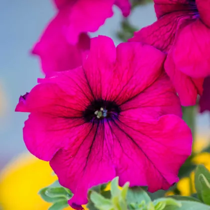 Petúnia Cascadini F1 Purple - Petunia x atkinsiana - semená petúnie - 15 ks