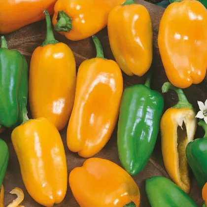 Paprika ročná Hamík - Capsicum annuum - semená papriky - 20 ks