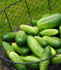 BIO uhorka nakladačka Vorgebirgstrauben – Cucumis sativus – bio semená uhorky