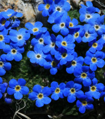 Nezábudka alpská temne modrá - Myosotis alpestris - semená nezábudky - 130 ks