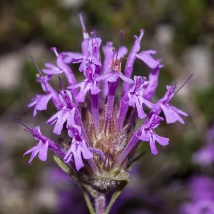 Materina dúška dlhokvetá - Thymus longiflorus - semená materinej dúšky - 50 ks