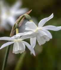 Narcis Thalia - Narcissus L. - cibuľa narcisu - 3 ks