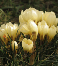 Krókus Cream beauty - Crocus - hľuzy krókusu - 3 ks