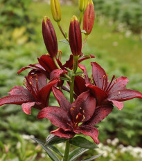 Ľalia ázijská Mapira - Lilium - cibuľa ľalia - 1 ks