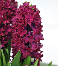 Hyacint Woodstock - Hyacinthus - cibuľa hyacintu - 1 ks