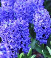 Plnokveté hyacinty Crystal Palace - Hyacinthus L. - cibuľoviny - 1 ks