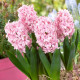 Hyacint plnokvetý Prince of Love - Hyacinthus - cibuľa hyacintu - 1 ks