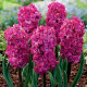 Hyacint plnokvetý Red Diamond - Hyacinthus - cibuľa hyacintu - 1 ks