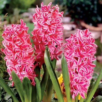 Hyacint Eros - Hyacinthus - cibuľa hyacintu - 1 ks