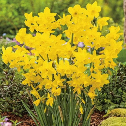Narcis Golden Bouquet - Narcissus - cibuľa narcisu - 3 ks