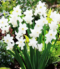 Narcis Silver Bouquet - Narcissus - cibuľa narcisu - 3 ks