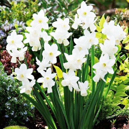 Narcis Silver Bouquet - Narcissus - cibuľa narcisu - 3 ks