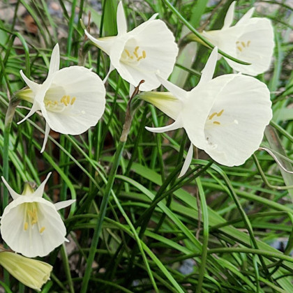 Narcis Artics bells - Narcissus bulbocodium - cibuľa narcisu - 3 ks
