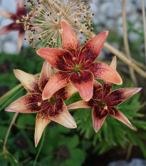 Ľalia Whistler - Lilium - cibuľa ľalia - 1 ks