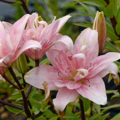 Ľalia Elodie - Lilium - cibuľa ľalia - 1 ks